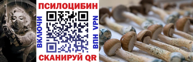 Галлюциногенные грибы Psilocybe  блэк спрут ТОР  Чегем 